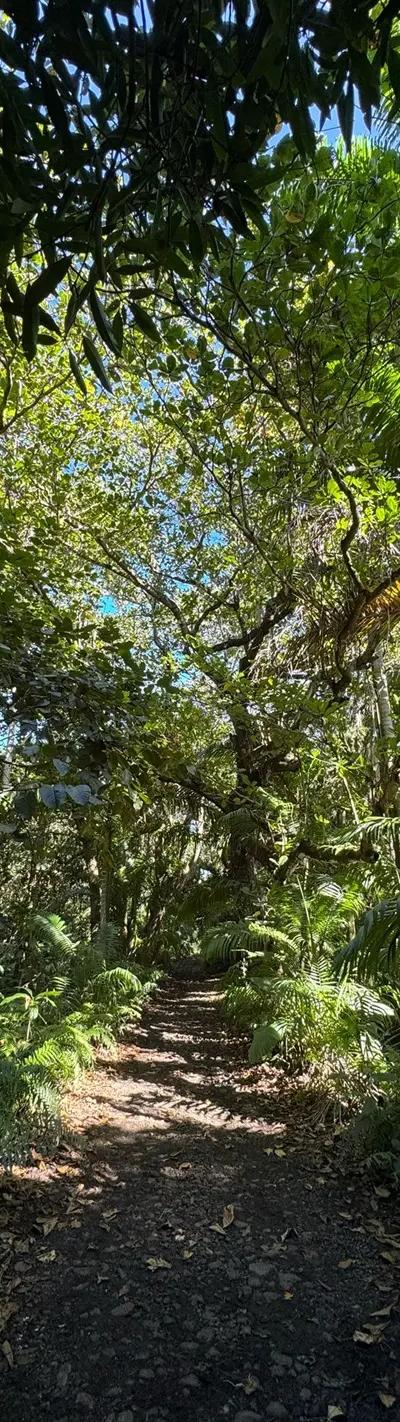 Royal Palm Forest Hike Mauritius | Hidden Nature Trail in the Wild South Beach photo 13