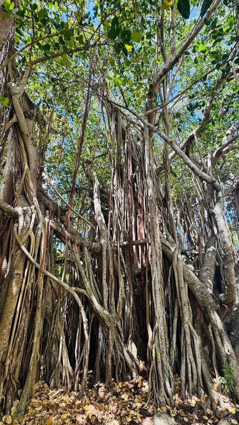 Case Noyale Giant Banyan Tree | Authentic West Coast Village Near Le Morne Beach photo 6