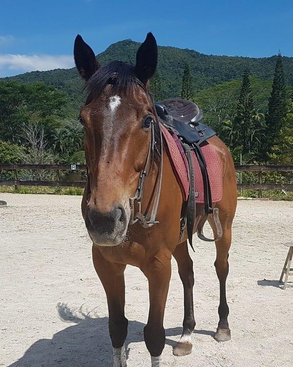 horse-riding-le-morne