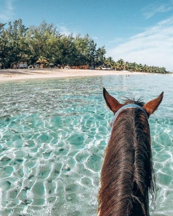 horse-swimming-le-morne-mauritius