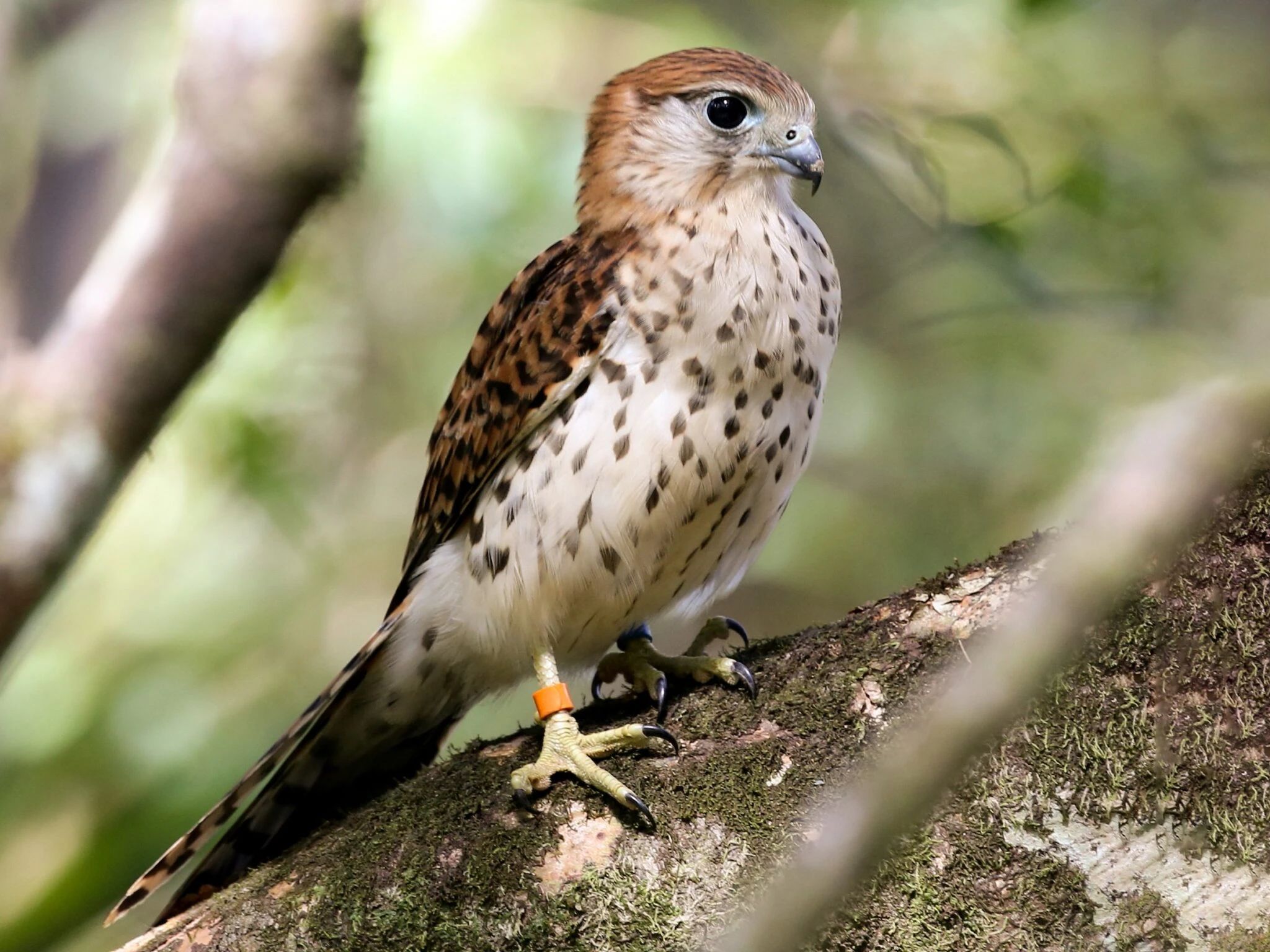 kestrel-of-mauritius-bird-watching-yanature.webp