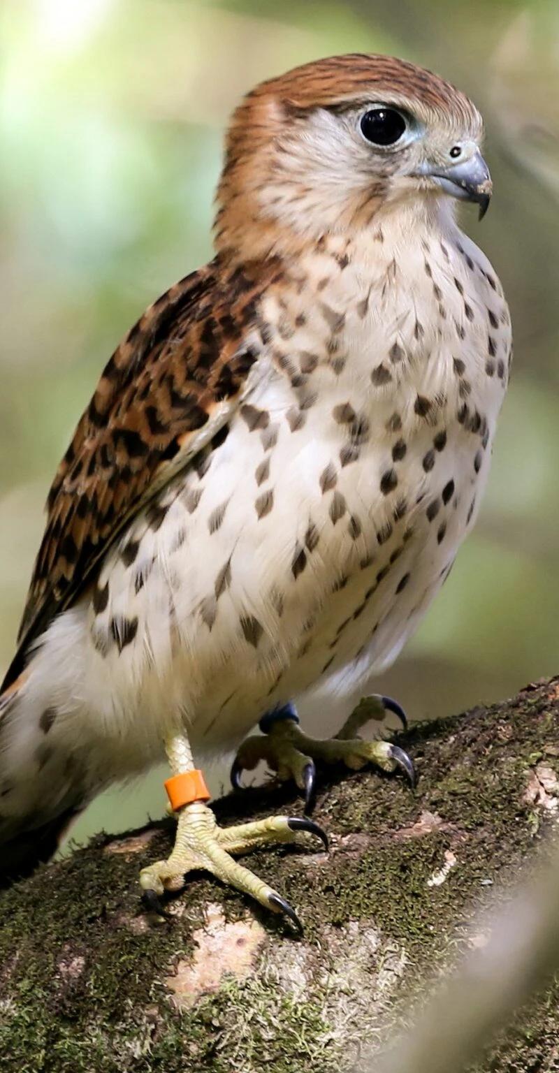 kestrel-of-mauritius-bird-watching-yanature.webp