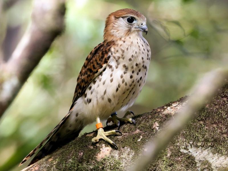 kestrel-of-mauritius-bird-watching-yanature.webp