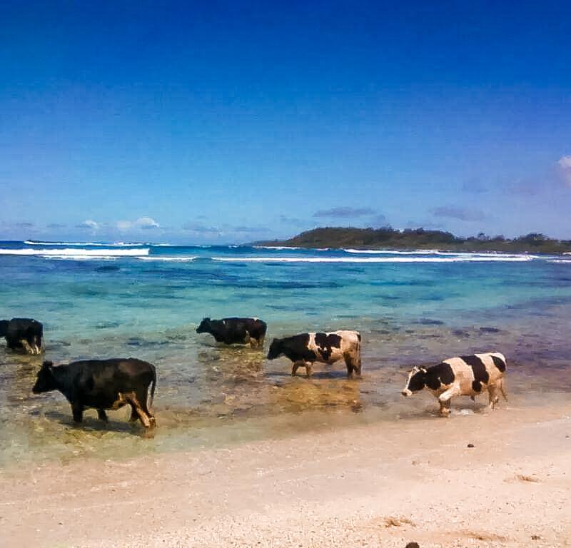 la-cambuse-cow-in-the-ocean.jpg