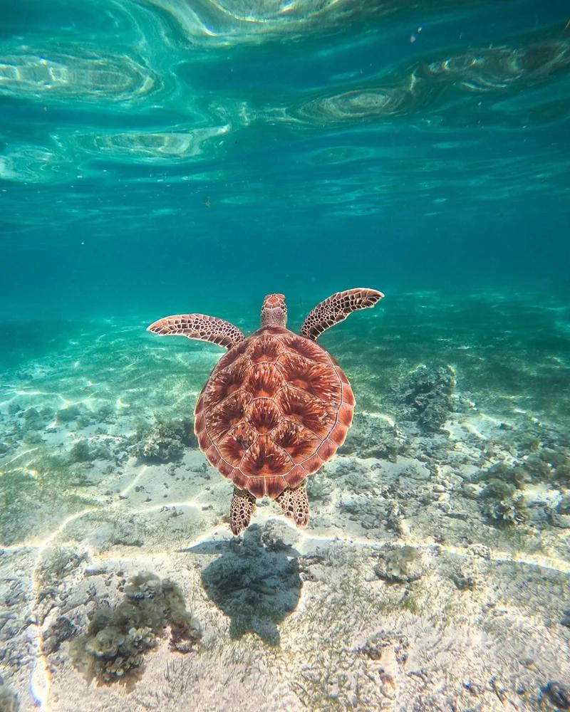 le-morne-turtles-tour-mauritius.webp
