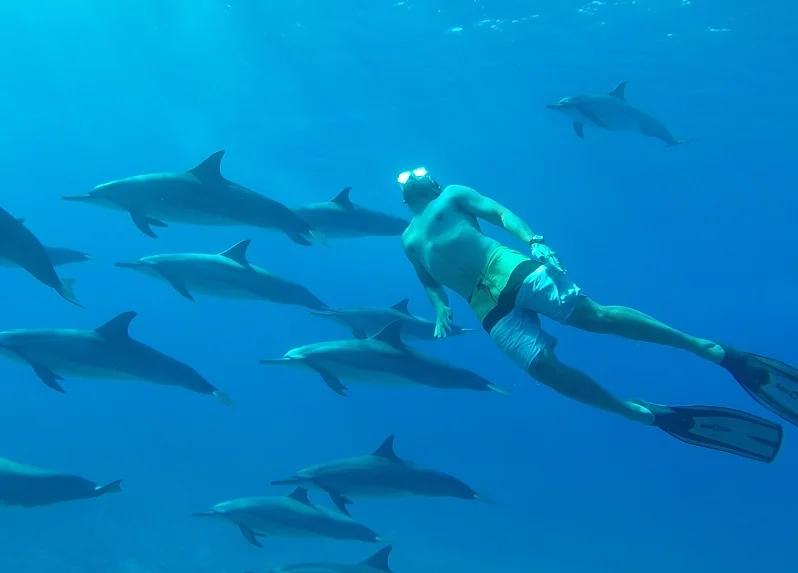 Nager avec les dauphins - Côte ouest