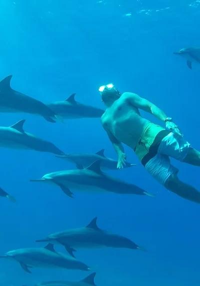 Nuotare con i delfini - Costa occidentale