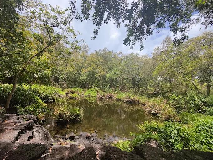 Natural wetland and mangrove habitat at Mare Sarcelle in Bras d’Eau National Park