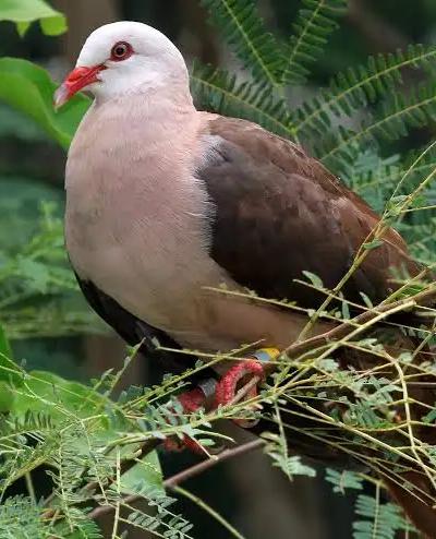 Endemics of Mauritius: A Curated Walk (Bird-Watching) Beach photo 3