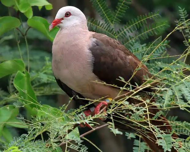 mauritius-bird-watching-pink-pigeon-yanature-mauritius.webp