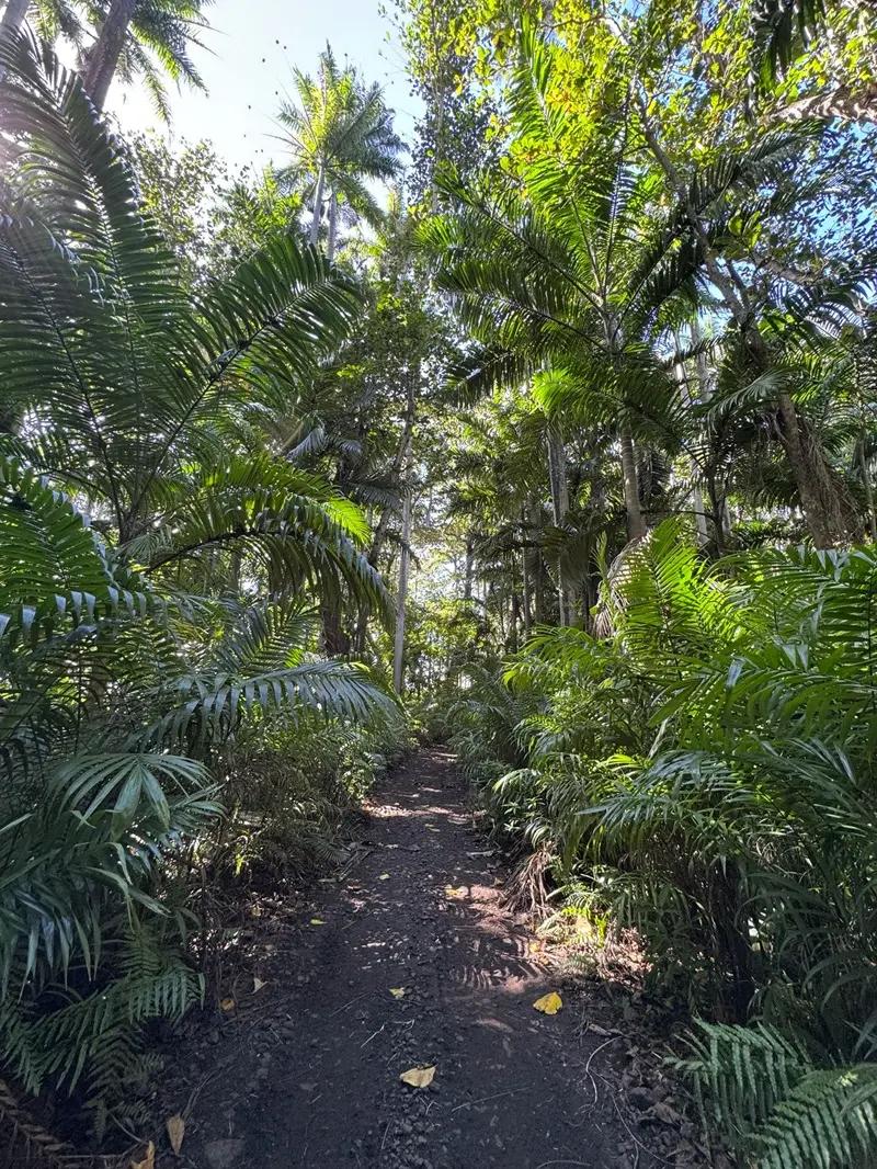 Royal Palm Forest Hike Mauritius | Hidden Nature Trail in the Wild South Beach photo 2