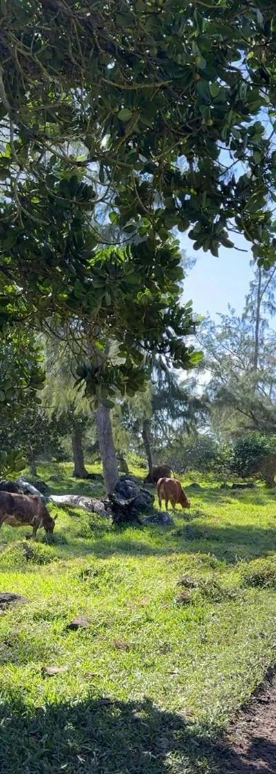 Quad Bike Tour Mauritius | 180-Minute South Coast Adventure to Pont Naturel - Sensation Beach photo 11