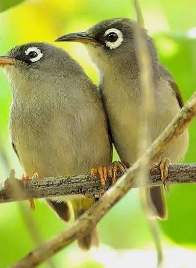Endemics of Mauritius: A Curated Walk (Bird-Watching) Beach photo 6