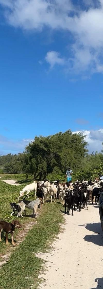 Quad Bike Tour Mauritius | 180-Minute South Coast Adventure to Pont Naturel - Sensation Beach photo 12