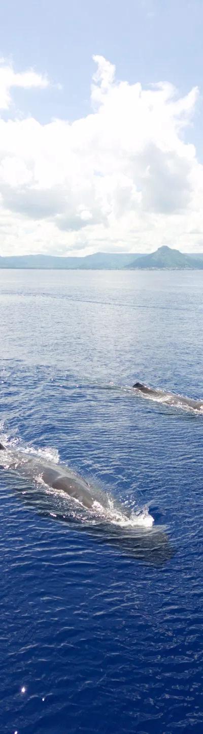 Whale Watching Tour West Coast Beach photo 4