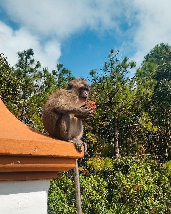 Grand Bassin (Ganga Talao) Beach photo 9