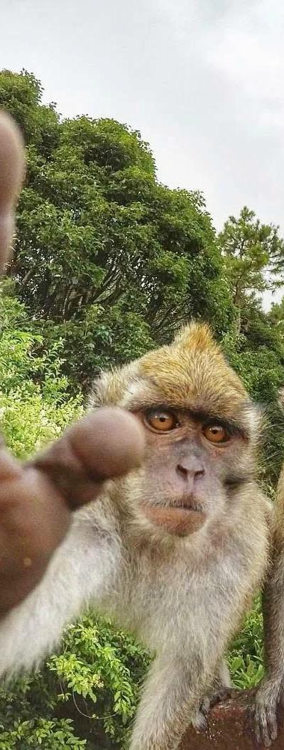 Best Places to See Monkeys in Mauritius