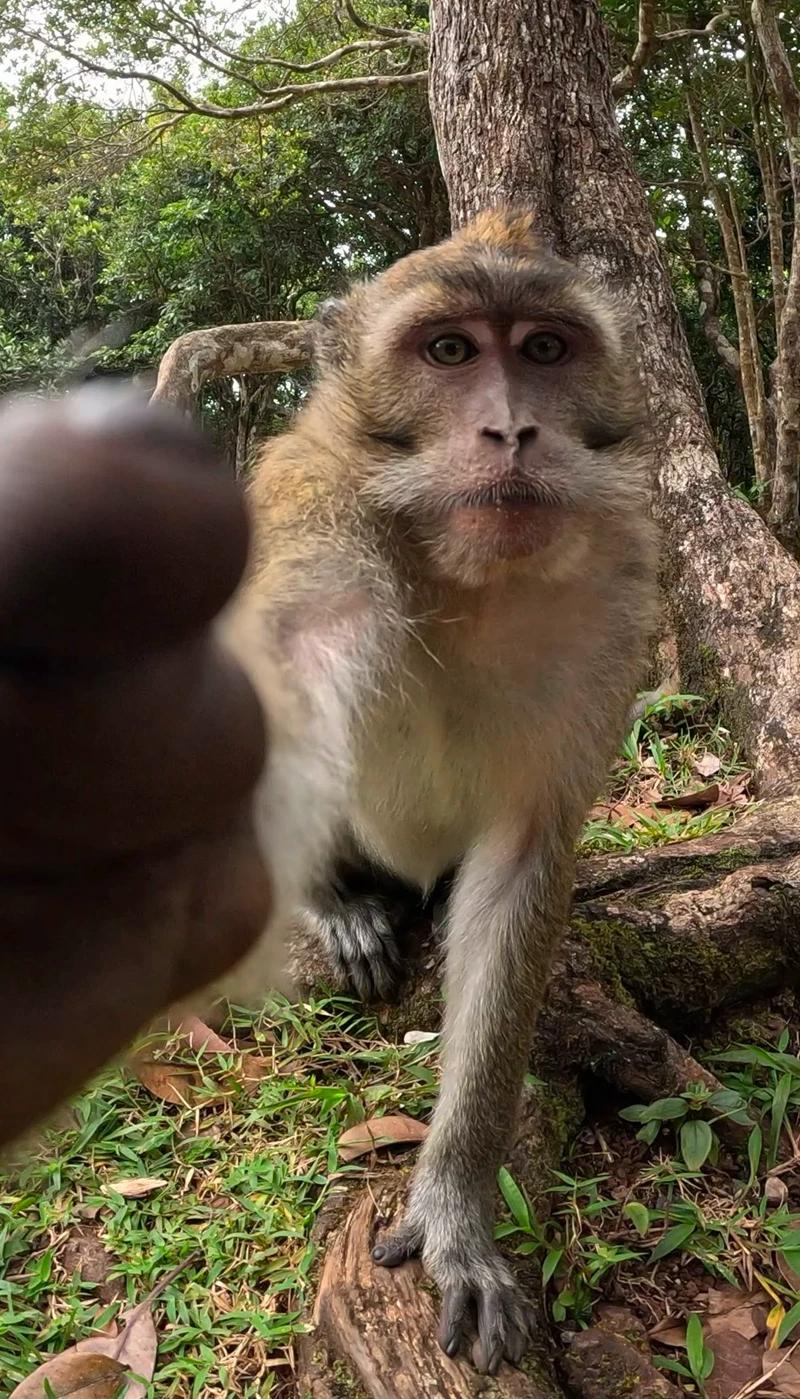 monkeys-in-mauritius-where-to-see-them.webp