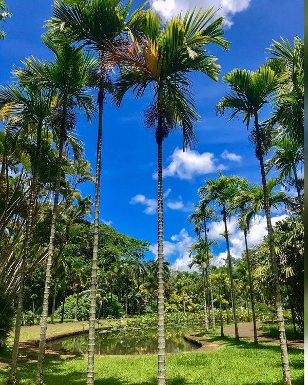 Scenic Pamplemousses Garden Mauritius, featuring palm trees, shaded paths and a relaxing tropical atmosphere.