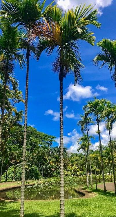 Pamplemousses Botanical Garden Beach photo 5