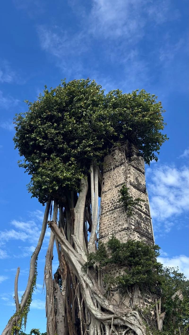 Ruines de Savinia Mauritius | Hidden Sugar Estate Ruins in the Wild South Beach photo 2