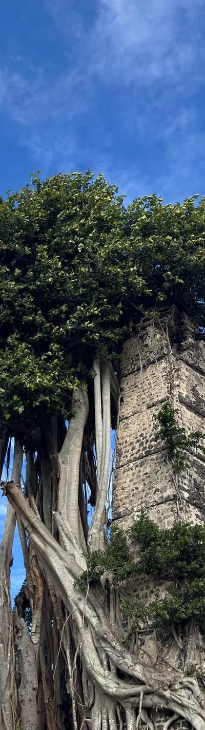 Ruines de Savinia Mauritius | Hidden Sugar Estate Ruins in the Wild South Beach photo 2