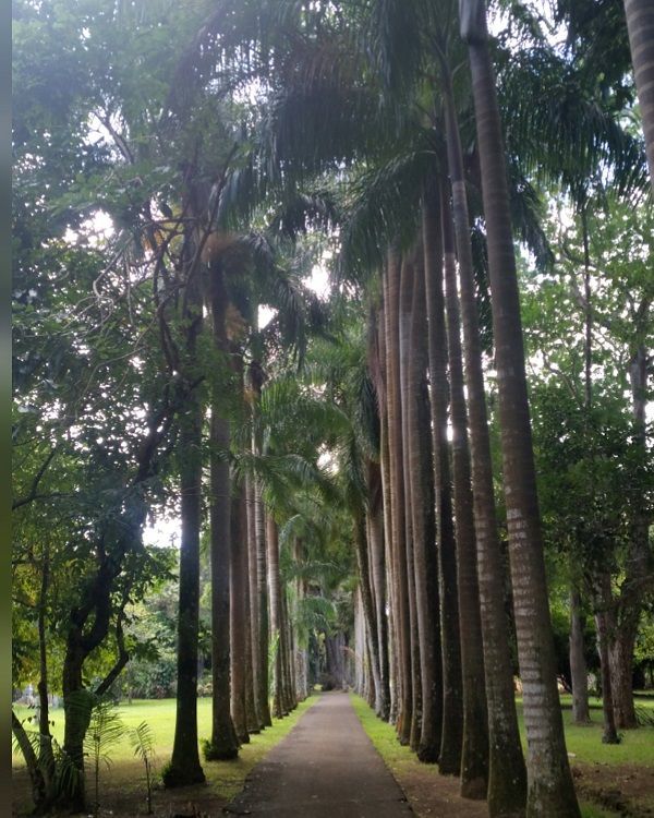 Best botanical garden in Mauritius, Pamplemousses offers giant lilies, rare palms and beautiful heritage scenery.