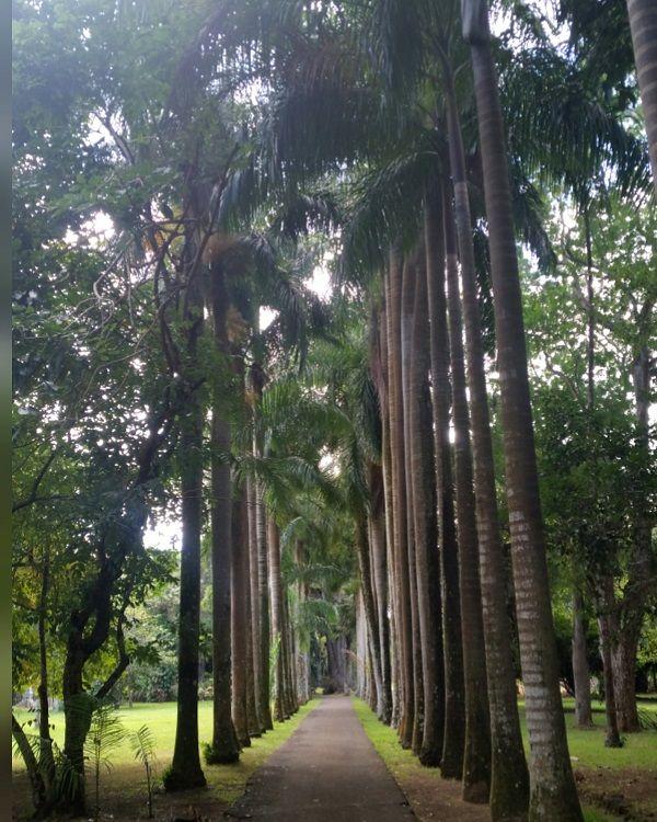 pamplemousses-botanical-garden Beach photo 12
