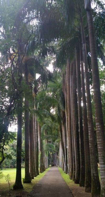 Pamplemousses Botanical Garden Beach photo 9