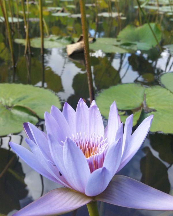 pamplemousses-botanical-garden Beach photo 15