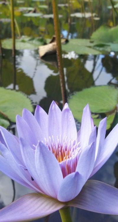 Pamplemousses Botanical Garden Beach photo 10