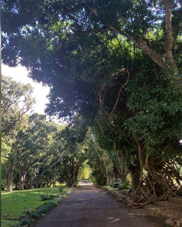 pamplemousses-botanical-garden Beach photo 15