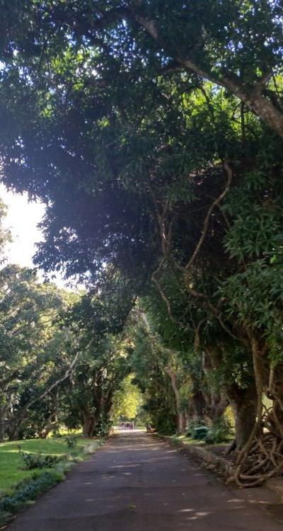 Pamplemousses Botanical Garden Beach photo 11