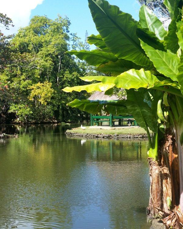 pamplemousses-botanical-garden Beach photo 5