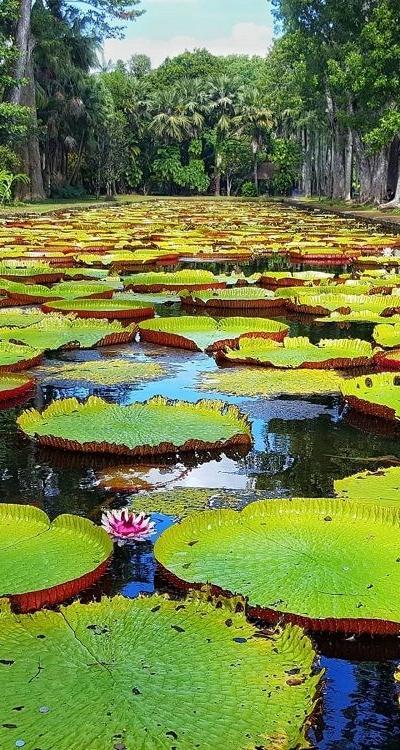 Pamplemousses Botanical Garden Beach photo 14