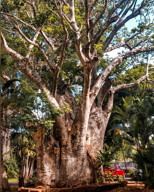pamplemousses-botanical-garden Beach photo 6