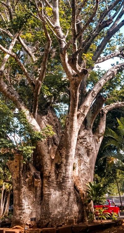 Pamplemousses Botanical Garden Beach photo 4