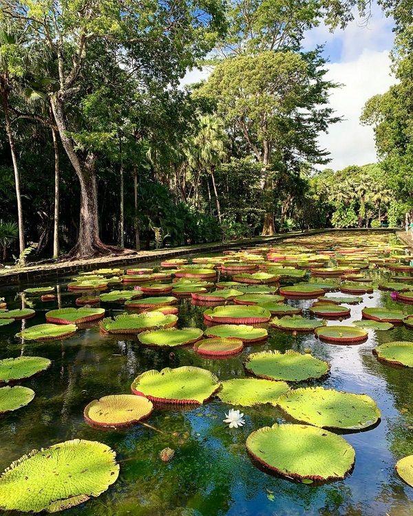 pamplemousses-botanical-garden Beach photo 7