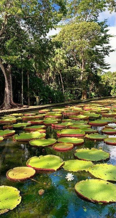 Pamplemousses Botanical Garden Beach photo 3