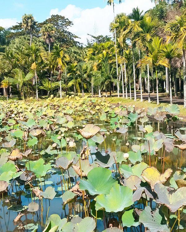 pamplemousses-botanical-garden Beach photo 8