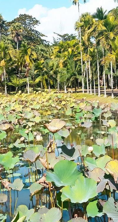 Pamplemousses Botanical Garden Beach photo 2