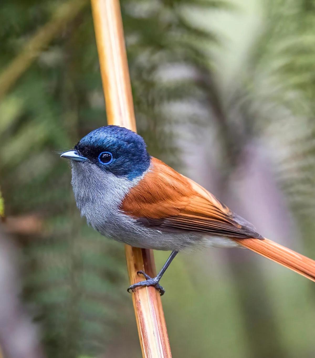 Endemics of Mauritius: A Curated Walk (Bird-Watching)
