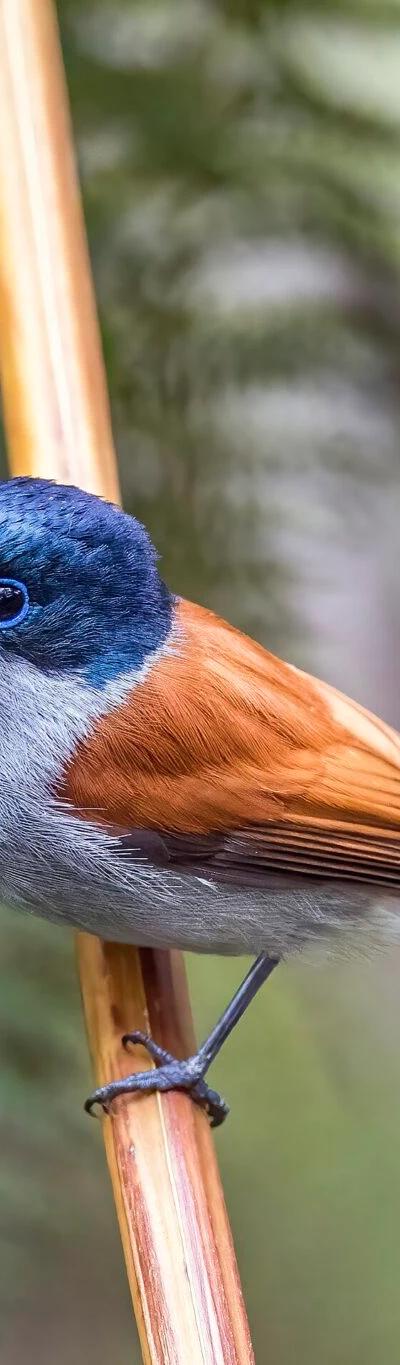 Endemics of Mauritius: A Curated Walk (Bird-Watching) Beach photo 2