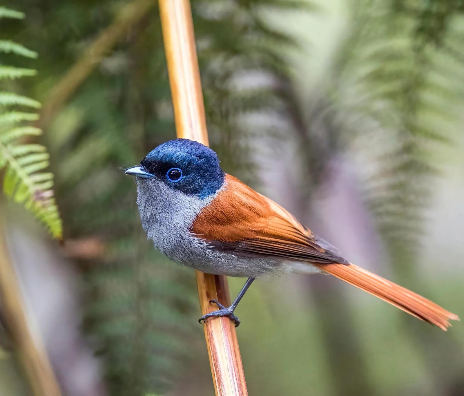 Endemics of Mauritius: A Curated Walk (Bird-Watching)