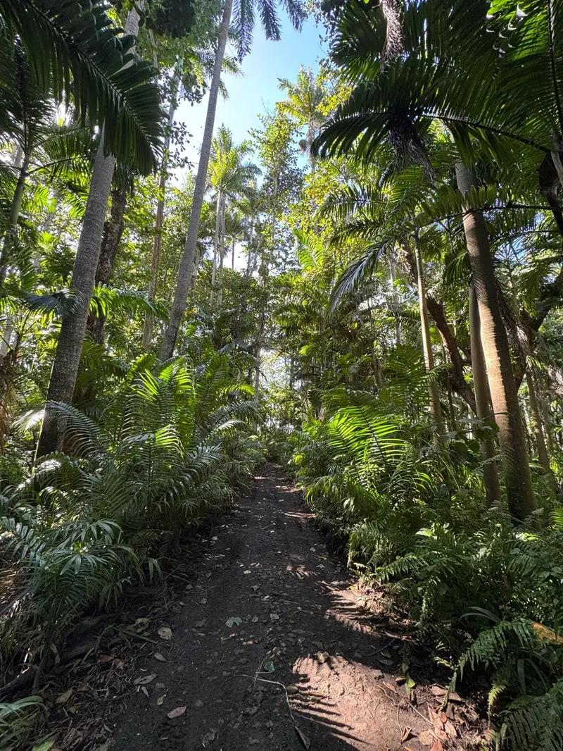 Royal Palm Forest Hike Mauritius | Hidden Nature Trail in the Wild South Beach photo 3