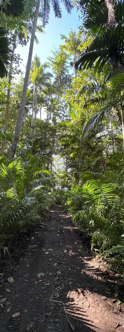 Royal Palm Forest Hike Mauritius | Hidden Nature Trail in the Wild South Beach photo 3