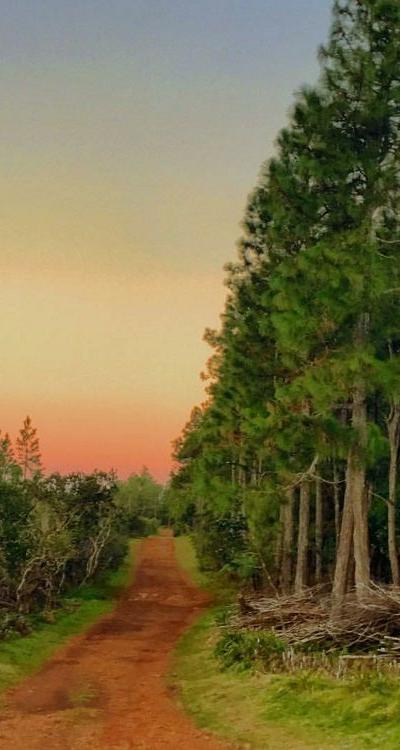 Petrin Forest Beach photo 1