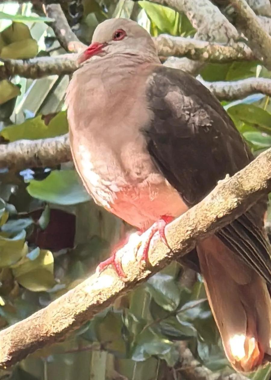 Rosentaube im restaurierten Küstenwald von Île aux Aigrettes Mauritius
