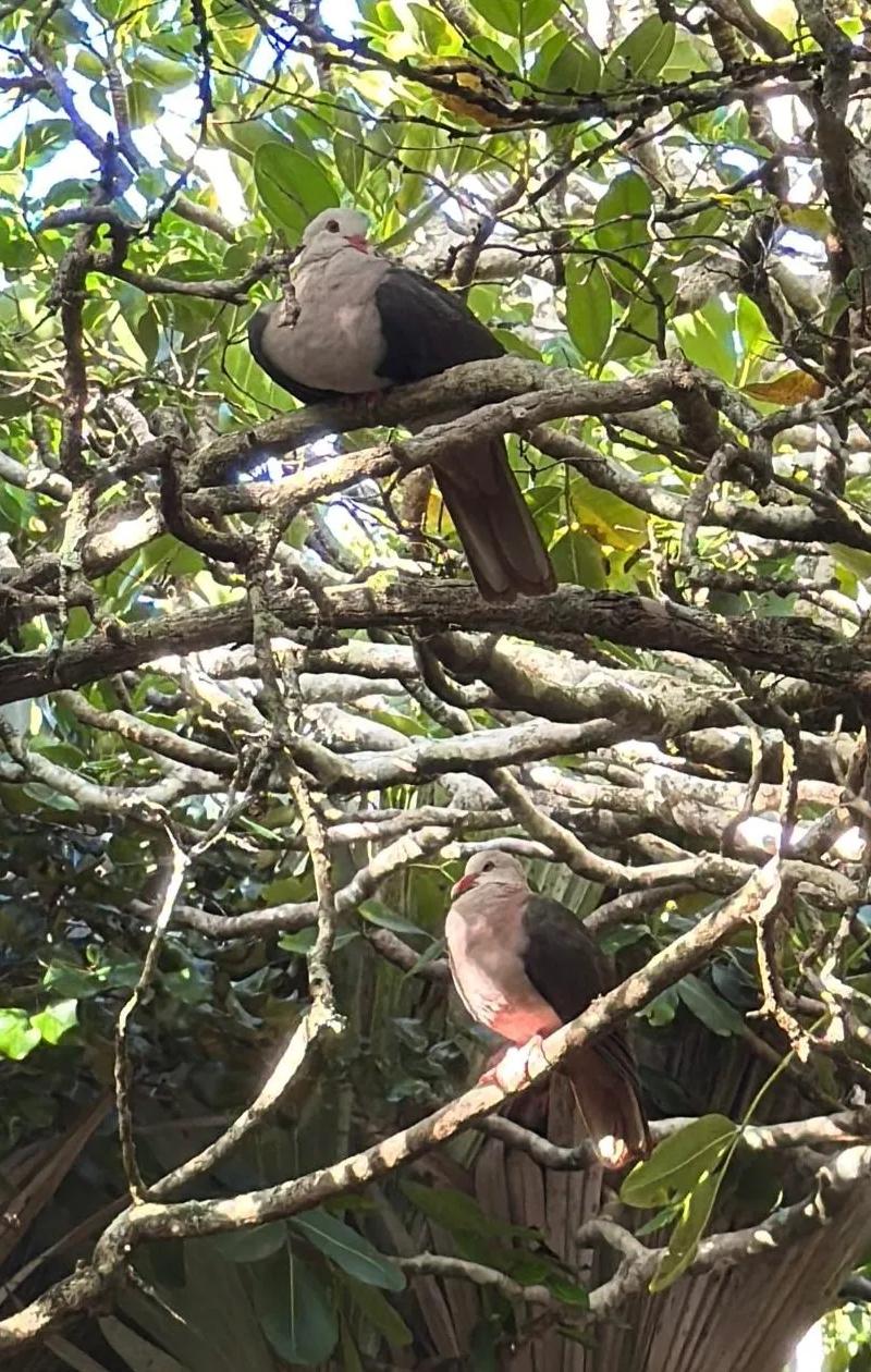Protected Endemic Sanctuaries of Mauritius: Reserves, Access & Wildlife
