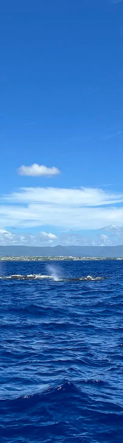 Whale Watching Tour West Coast Beach photo 3